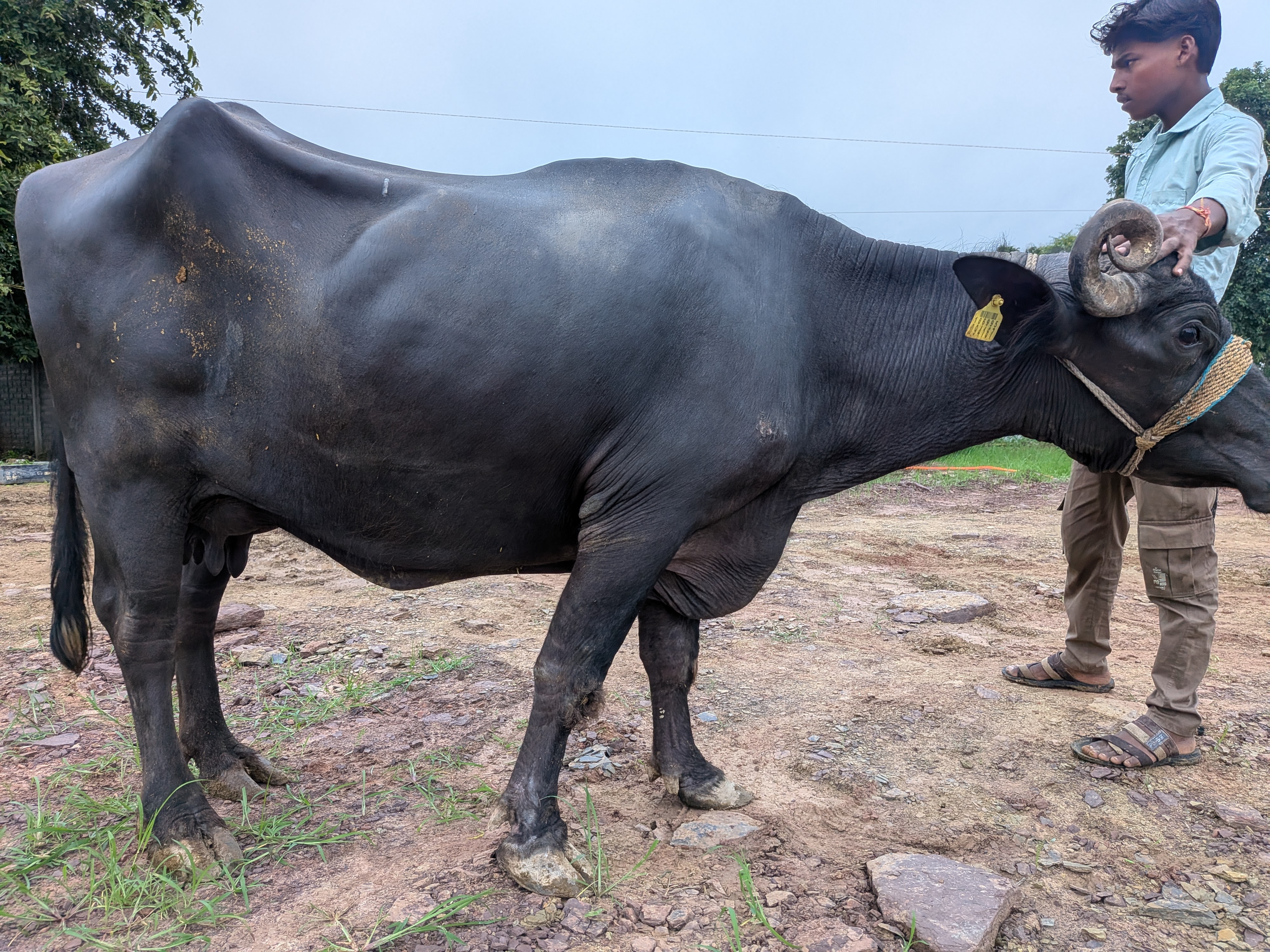 zoom